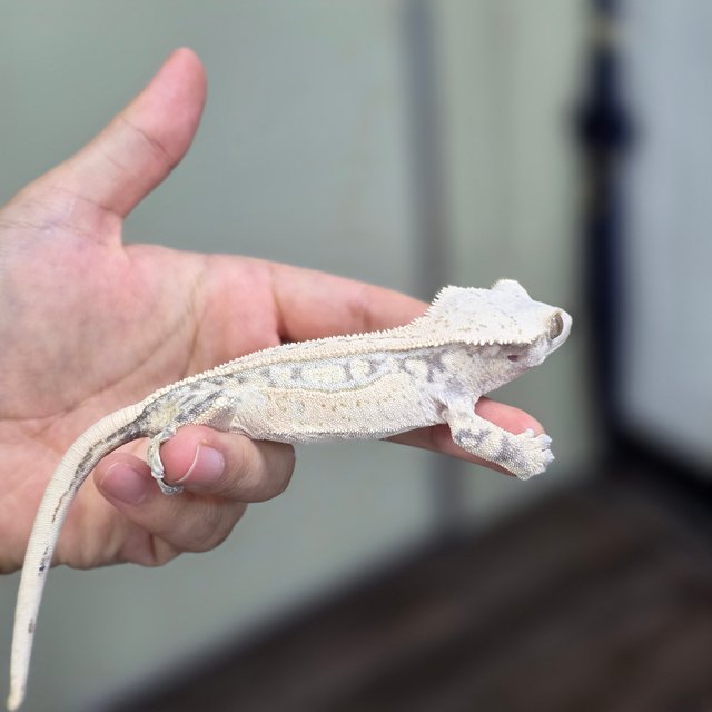 풀핀 화이트스팟 드리피