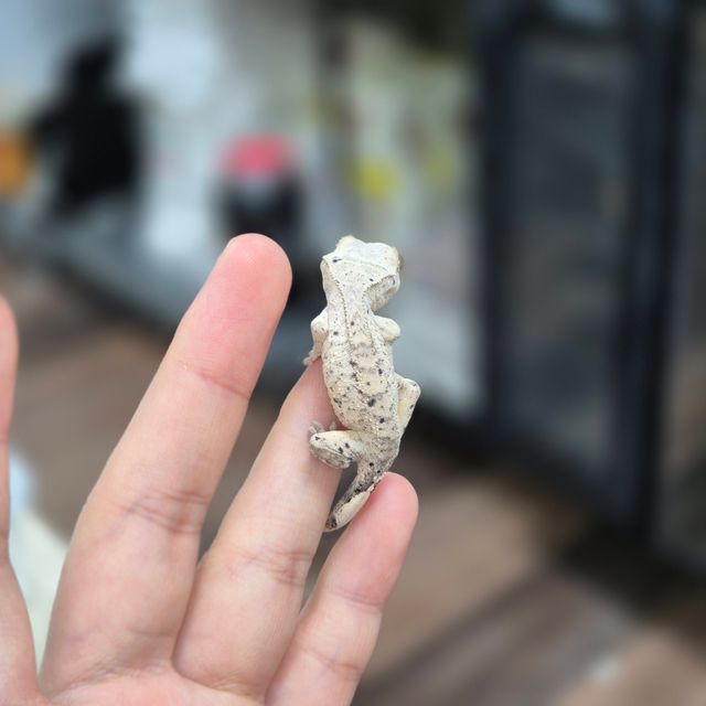 달마시안 슈퍼달마시안