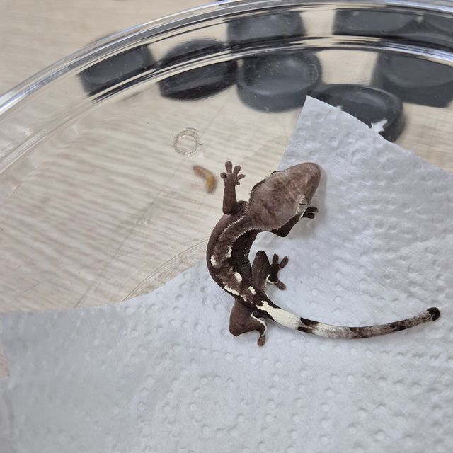 아잔틱