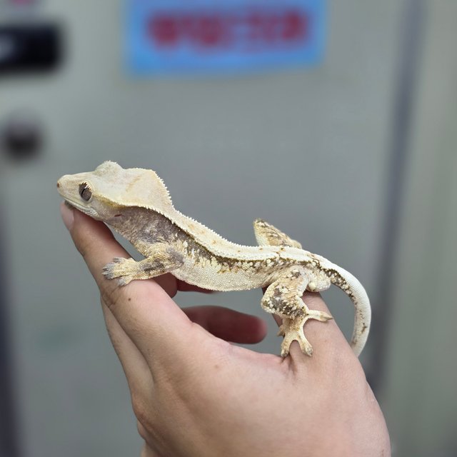 핀스트라이프 쿼드 화이트포트홀 화이트핀 화이트스팟 트라이