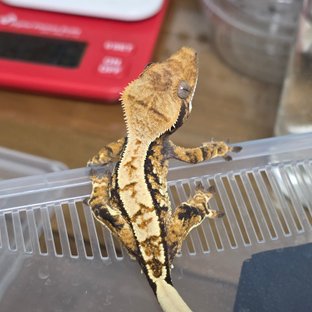 노멀 트라이 익스트림할리퀸 화이트스팟 화이트포트홀