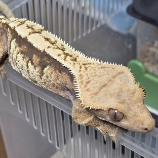 노멀 트라이 익스트림할리퀸