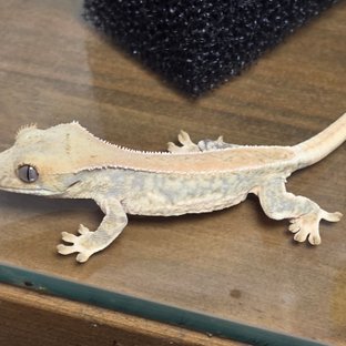 릴리화이트 솔리드백 화이트스팟 화이트핀