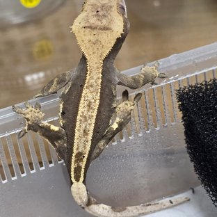 100%헷아잔틱 엠티백 풀핀 쿼드