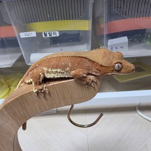 레드