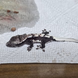 아잔틱 릴리 세이블