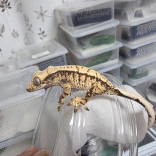 노멀 트라이 화이트스팟 화이트포트홀 화이트핀 드리피