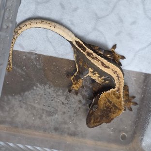 노멀 엠티백 풀핀