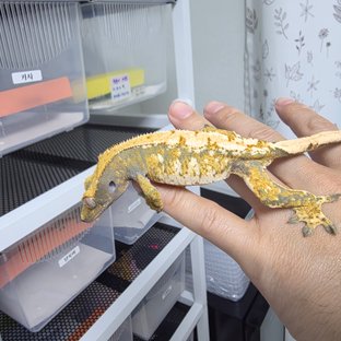 노멀 트라이 익스트림할리퀸 할리퀸 할로윈