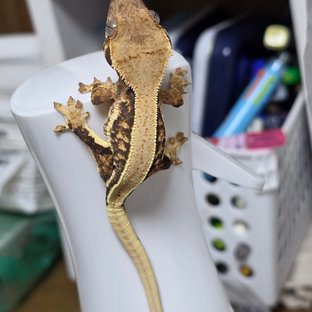 노멀 트라이 릴리화이트