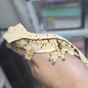 노멀 드리피 화이트스팟 화이트포트홀 화이트핀