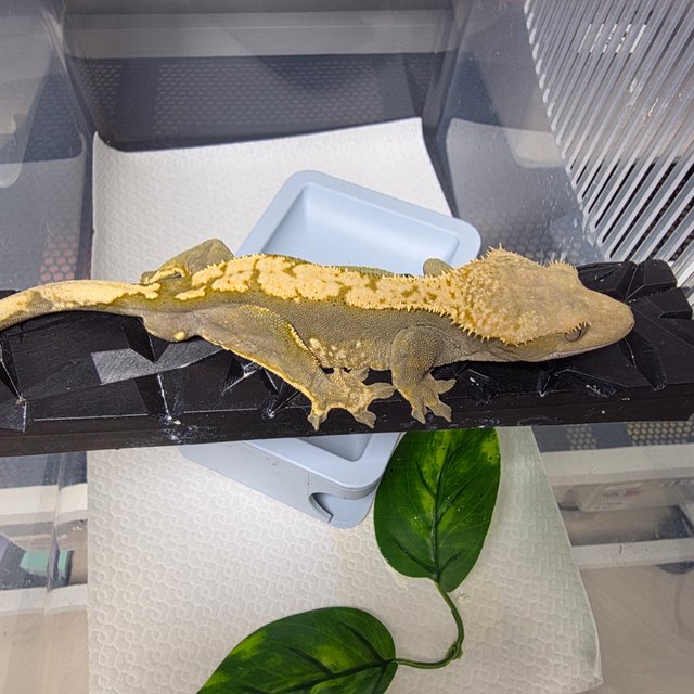 100%헷아잔틱 노멀