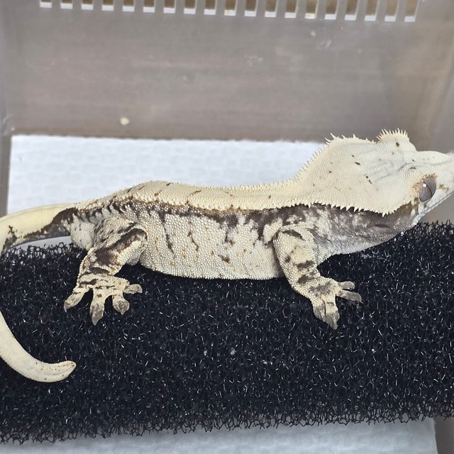 노멀 드리피 화이트스팟 화이트포트홀