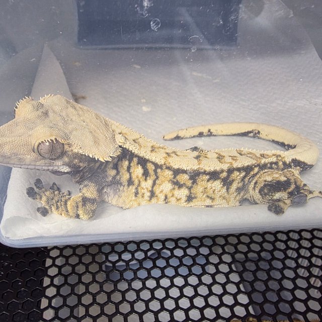 트라이 노멀 익스트림할리퀸 할리퀸 화이트스팟