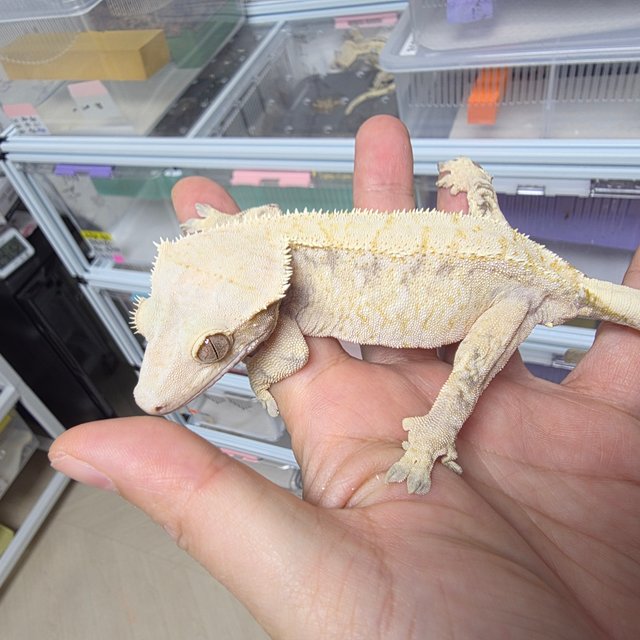 노멀 드리피 화이트스팟