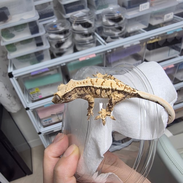 노멀 트라이 화이트스팟 화이트포트홀 화이트핀 드리피