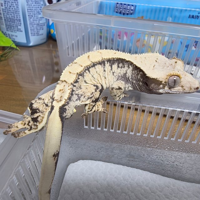 노멀 드리피 화이트포트홀 화이트스팟 트라이