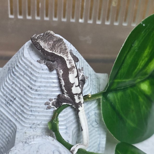 아잔틱 릴리 세이블