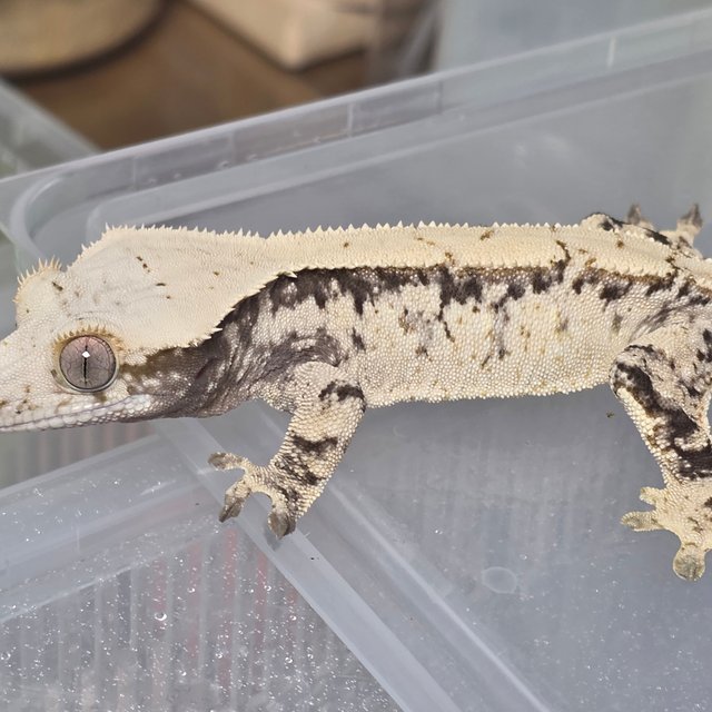 노멀 드리피 화이트스팟 화이트포트홀