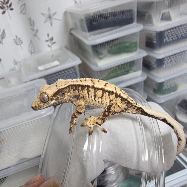 노멀 트라이 화이트스팟 화이트포트홀 화이트핀 드리피