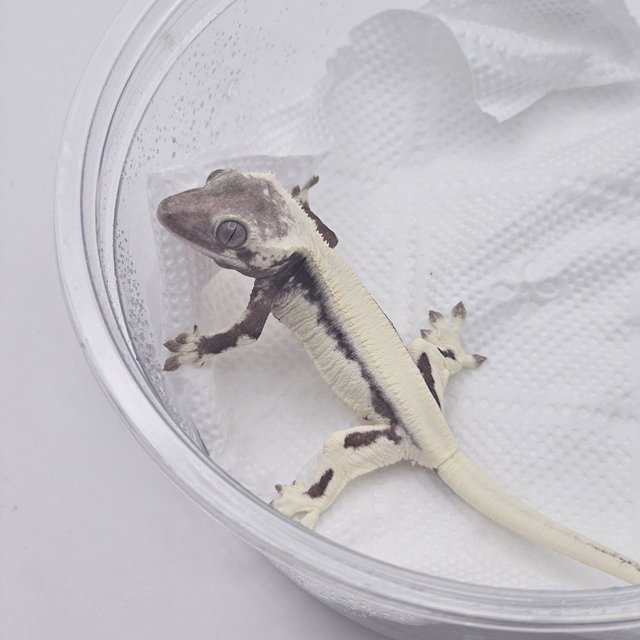 릴리 세이블 아잔틱