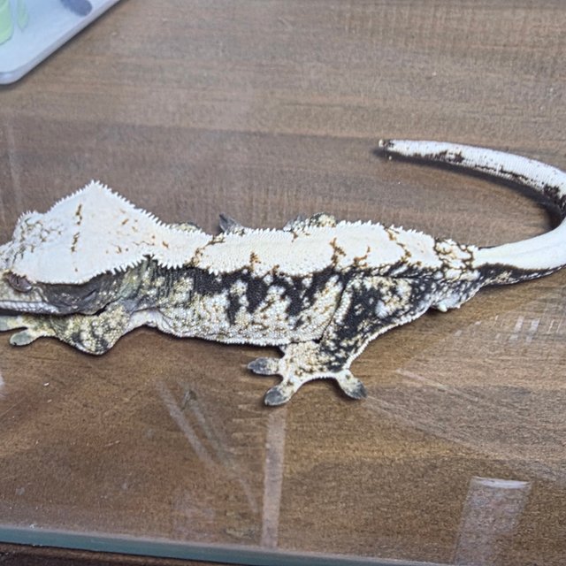 노멀 드리피 화이트포트홀 화이트핀 풀핀