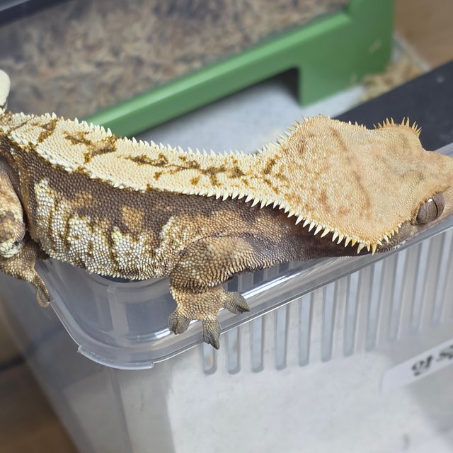 노멀 트라이 익스트림할리퀸