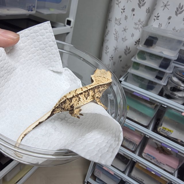 노멀 트라이 화이트스팟 화이트포트홀 화이트핀 드리피