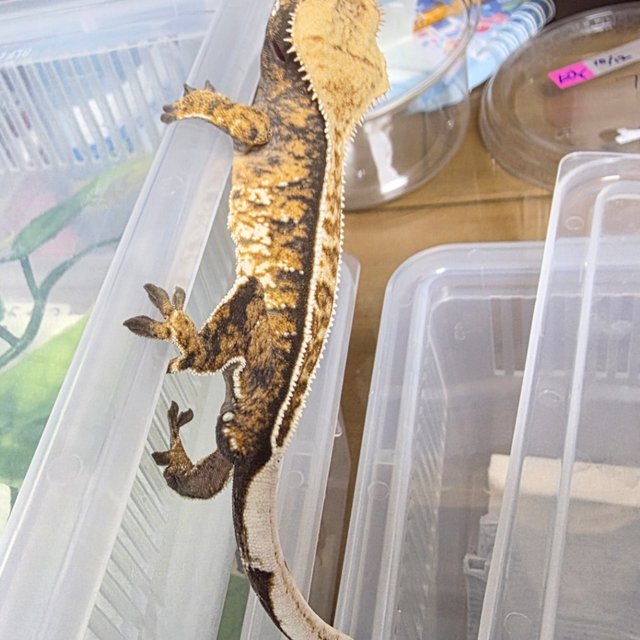 노멀 트라이 익스트림할리퀸 핀스트라이프 할리퀸 풀핀