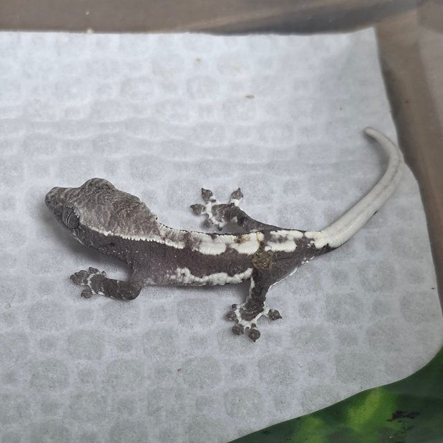 아잔틱 릴리 세이블