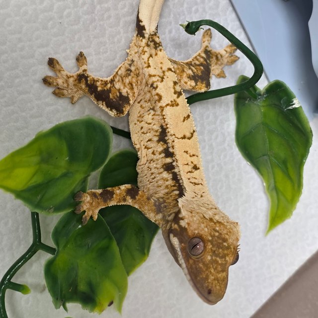 노멀 화이트포트홀 화이트스팟 드리피