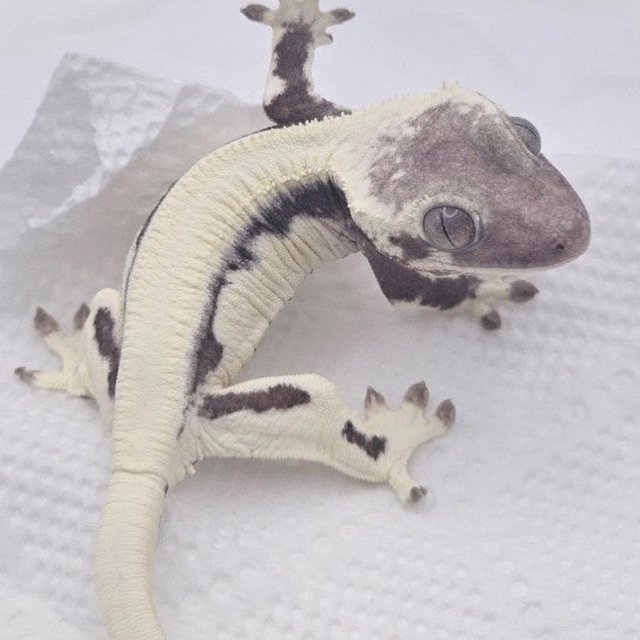 릴리 세이블 아잔틱