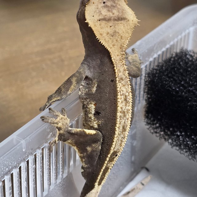 100%헷아잔틱 엠티백 풀핀 쿼드