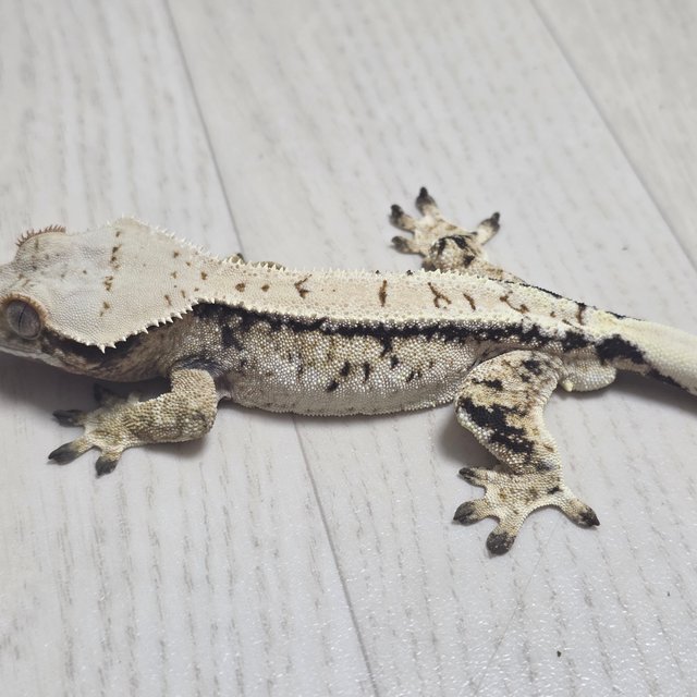 노멀 드리피 화이트스팟 화이트포트홀 화이트핀