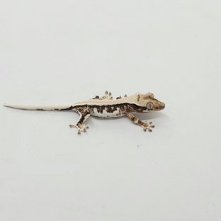 솔리드백 릴리화이트