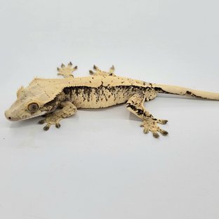 트라이 익스트림할리퀸