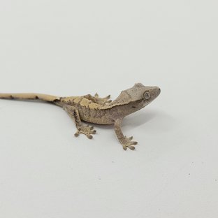 트라이 익스트림할리퀸