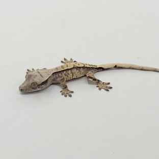 트라이 익스트림할리퀸