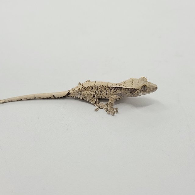 트라이 익스트림할리퀸