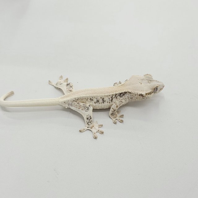 솔리드백 릴리화이트