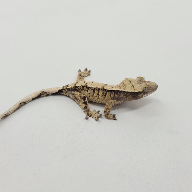 트라이 익스트림할리퀸