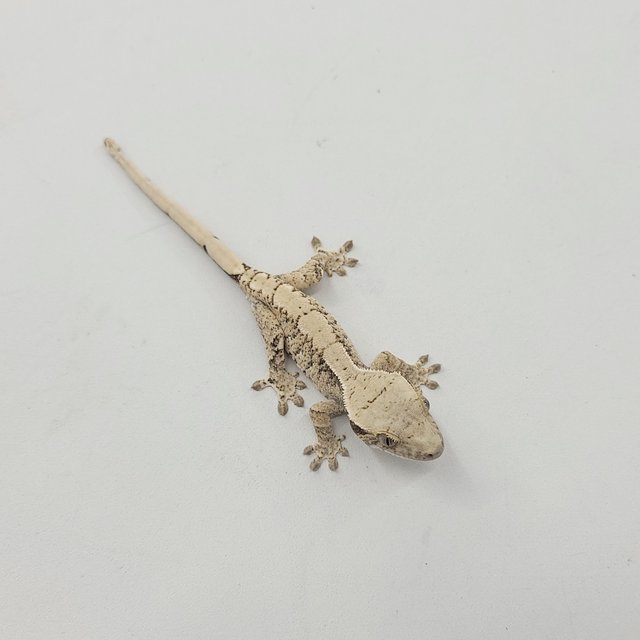 트라이 익스트림할리퀸