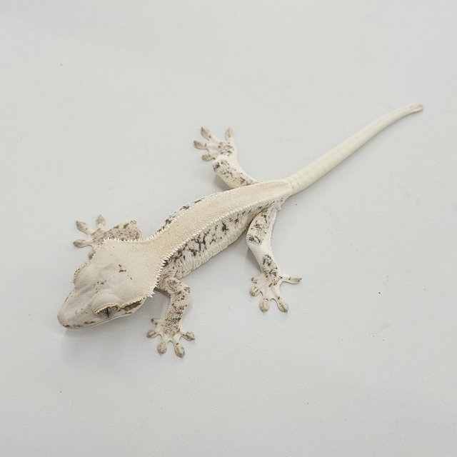 솔리드백 릴리화이트