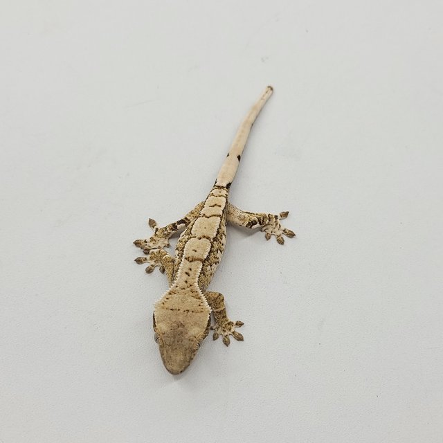 트라이 익스트림할리퀸