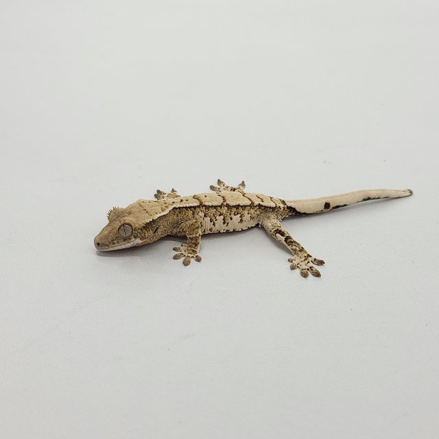 트라이 익스트림할리퀸