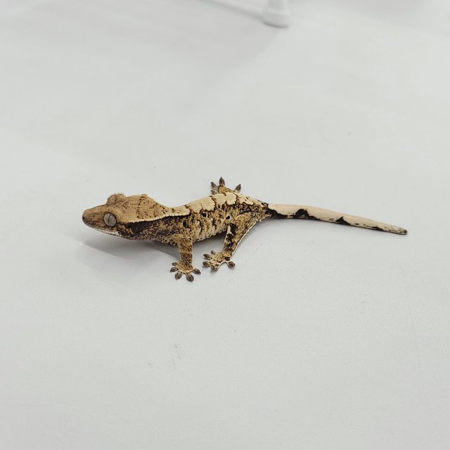 트라이 익스트림할리퀸