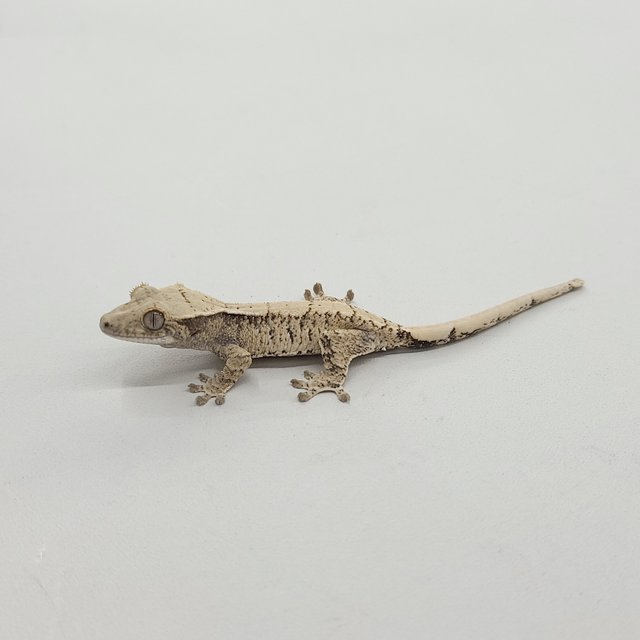 트라이 익스트림할리퀸