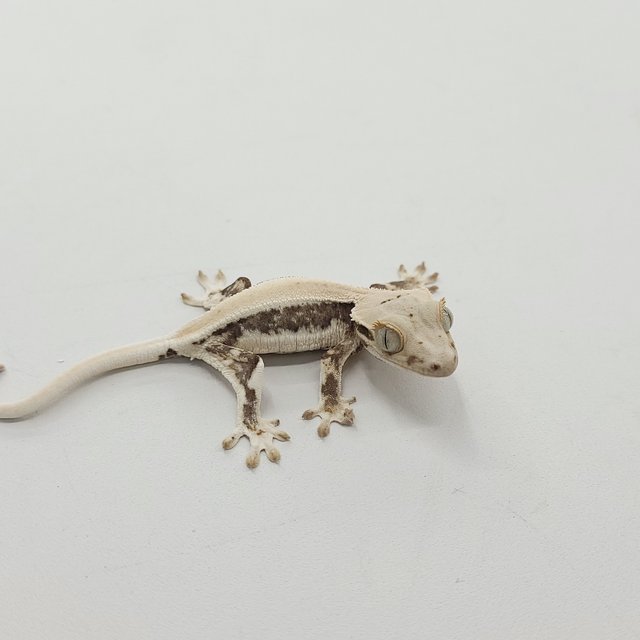 솔리드백 릴리화이트