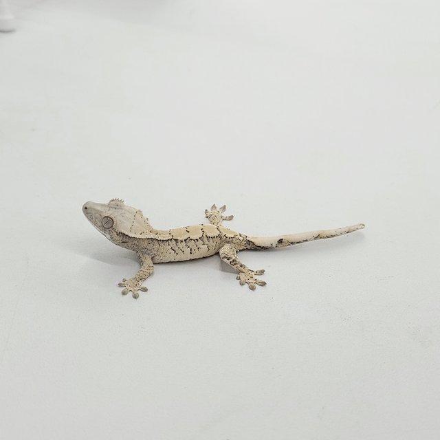 트라이 익스트림할리퀸