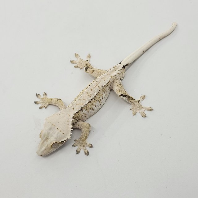 트라이 익스트림할리퀸